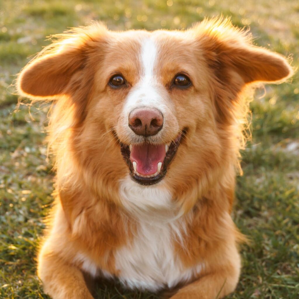 CBD Oil for Dogs Dosage Calculator-featured.