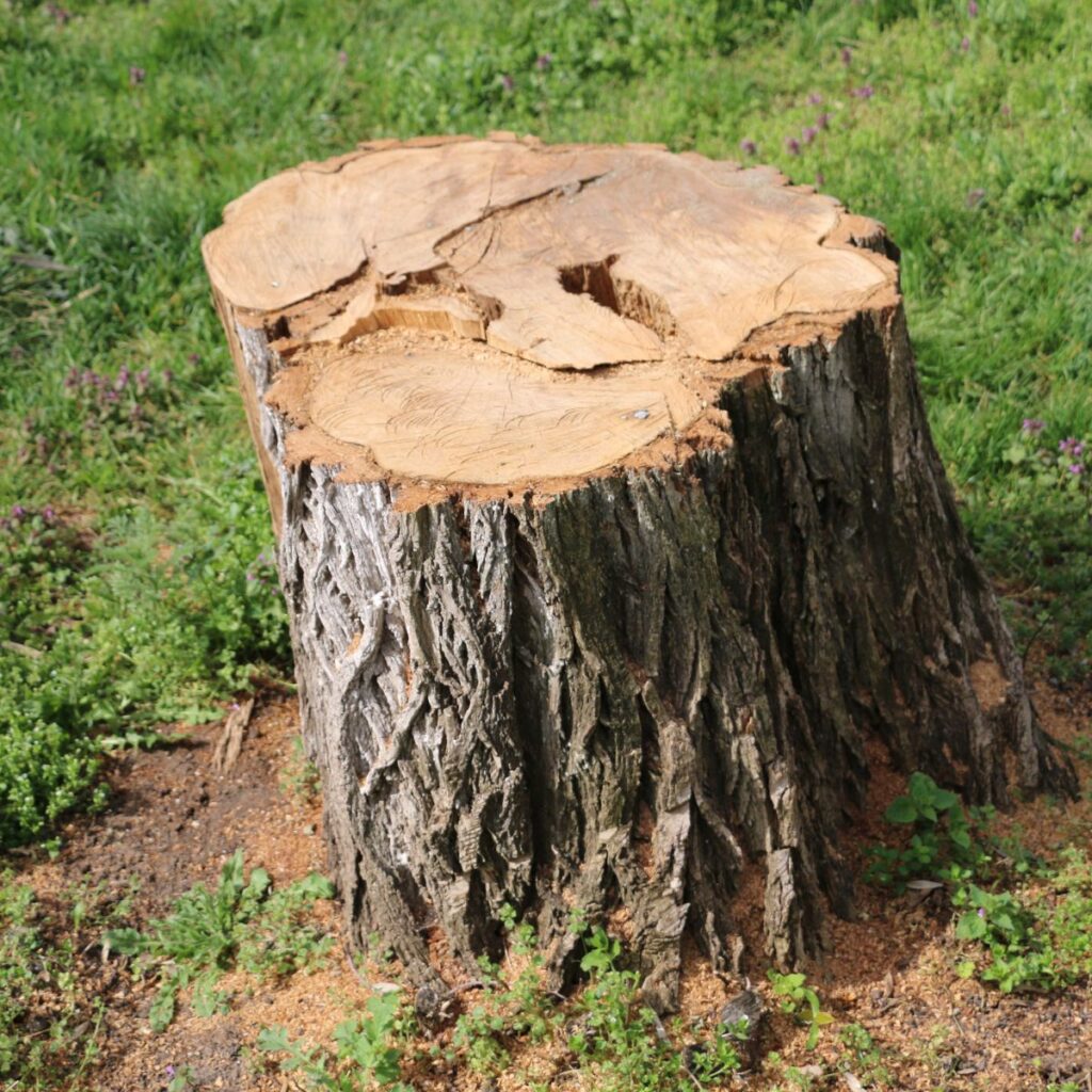 tree-stump-removal-cost-calculator-featured.